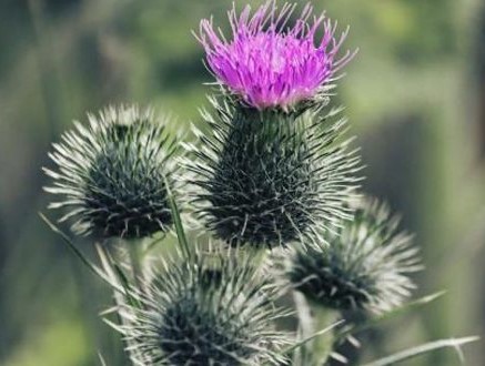 Canada thistle seehead.jpg